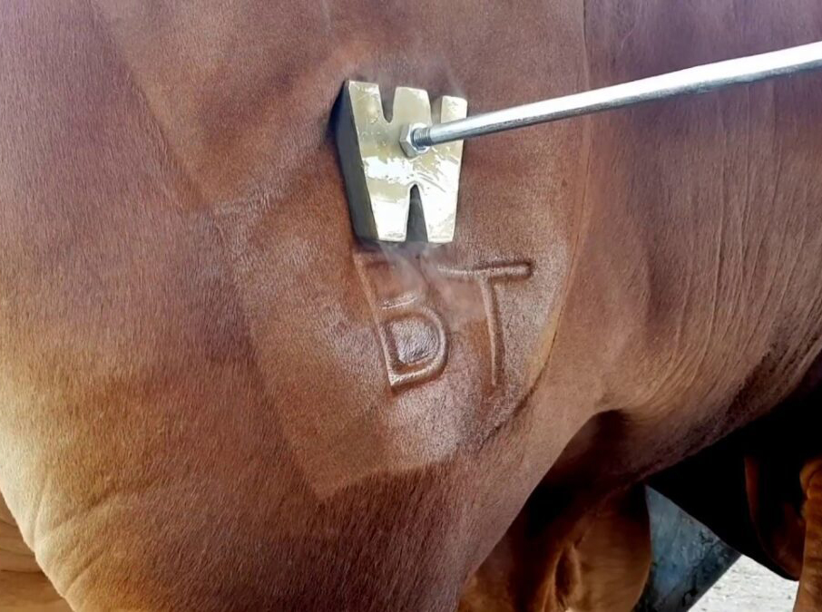 Freeze brand example 1