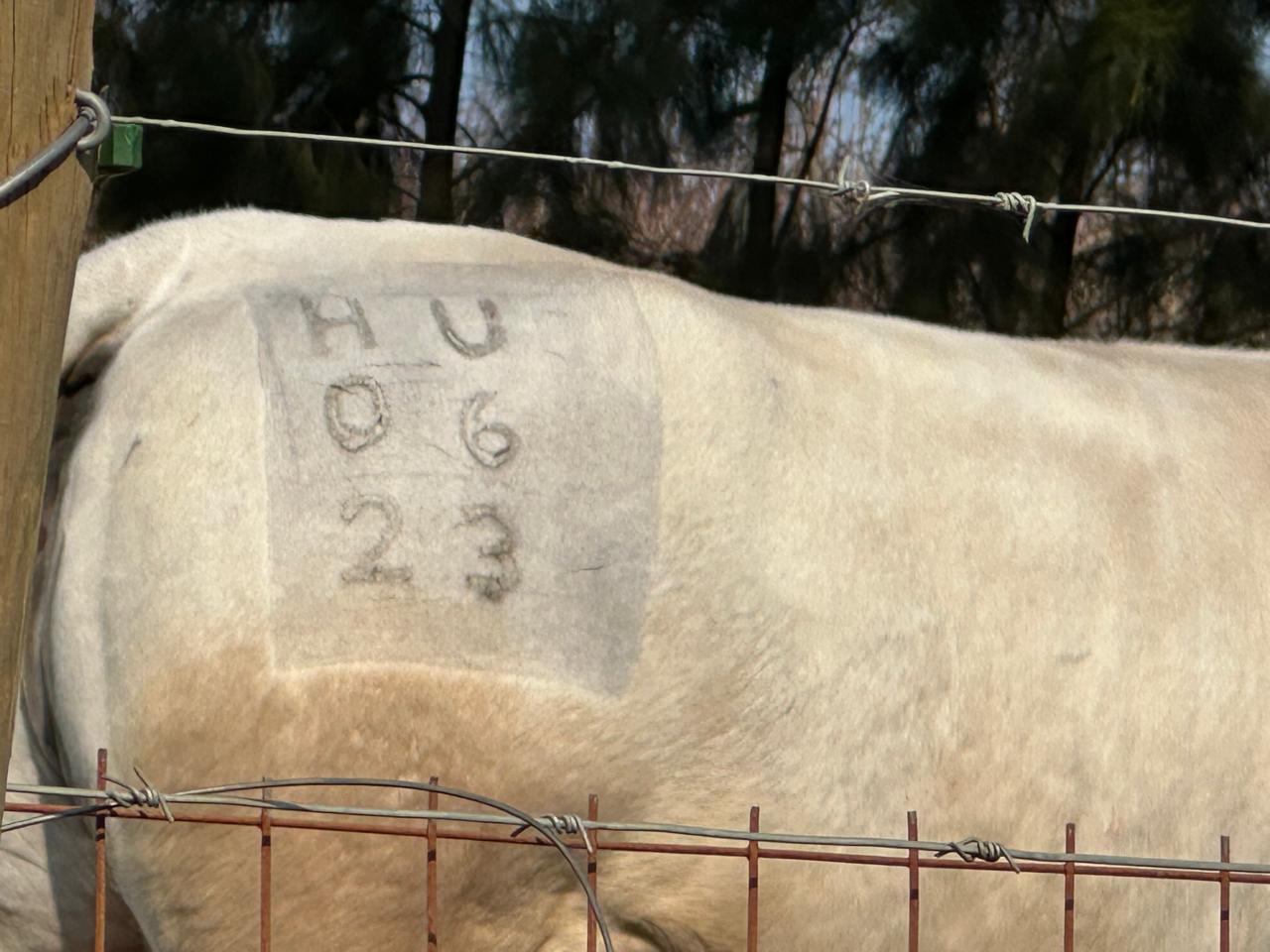 Freeze brand example 2