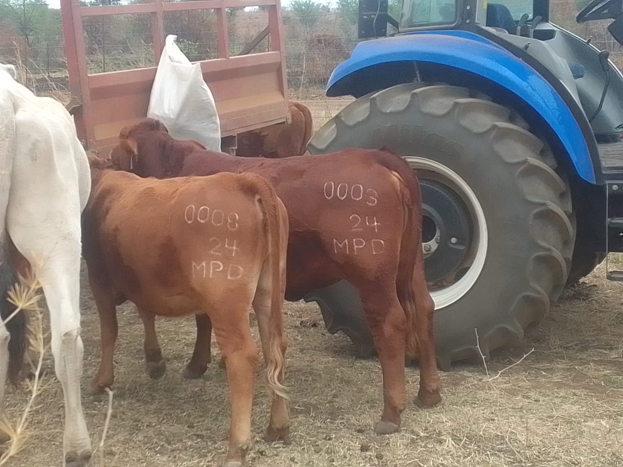 Freeze brand example 3