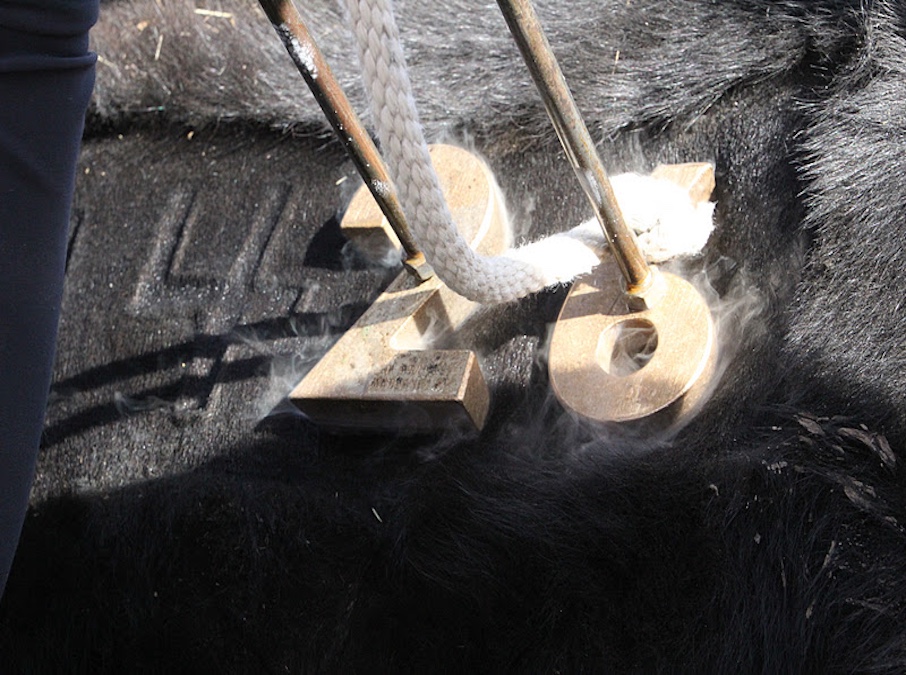 Freeze brand example 4